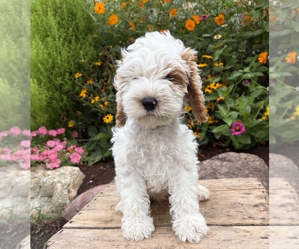Medium Photo #4 Cockapoo (Miniature) Puppy For Sale in MIDDLEBURY, IN, USA
