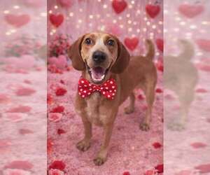 Redbone Coonhound-Unknown Mix Dogs for adoption in pomfret, CT, USA