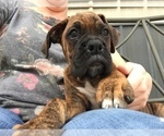 Small Photo #8 Boxer Puppy For Sale in SENECA, KS, USA