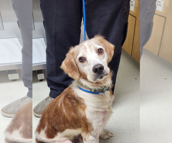 Medium Photo #5 Brittany Puppy For Sale in Curwensville, PA, USA