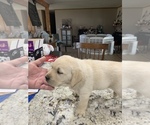 Small Photo #7 Labrador Retriever Puppy For Sale in ROMOLAND, CA, USA