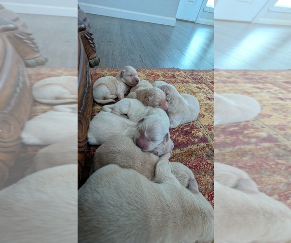 Medium Photo #8 English Cream Golden Retriever Puppy For Sale in ELVERTA, CA, USA