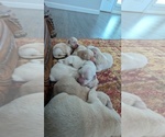 Small #7 English Cream Golden Retriever