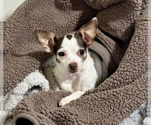 Chihuahua Dogs for adoption in Texarkana, TX, USA