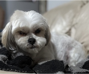 Mother of the Bichon Frise-La-Chon Mix puppies born on 04/16/2025
