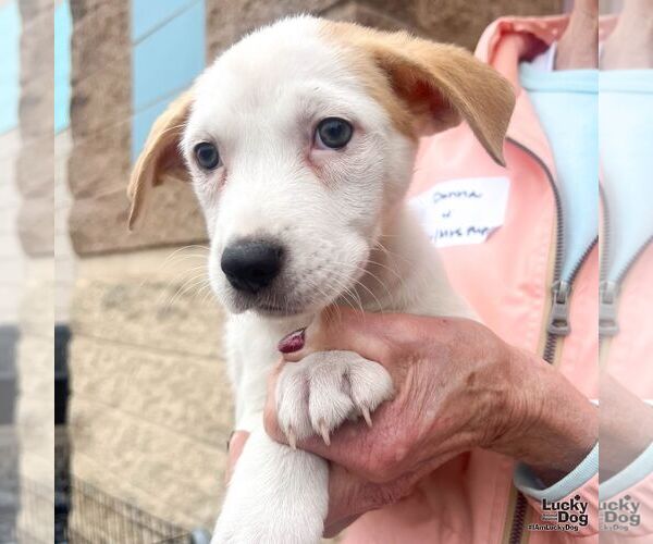 Medium Photo #5 Labrador Retriever-Unknown Mix Puppy For Sale in Washington, DC, USA