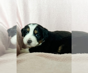 Medium Australian Shepherd-Bernedoodle Mix