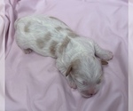 Small #6 Cavapoo