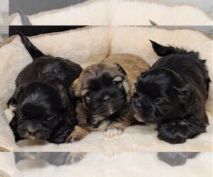 Shih Tzu Puppy for sale in FLORENCE, OR, USA
