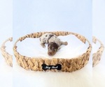 Small #3 Dachshund