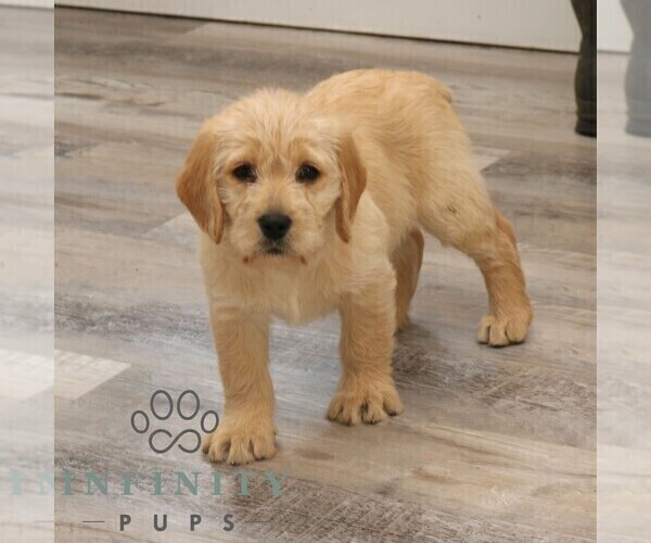 Medium Photo #3 Goldador Doodle Puppy For Sale in NARVON, PA, USA