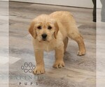 Small #2 Goldador Doodle