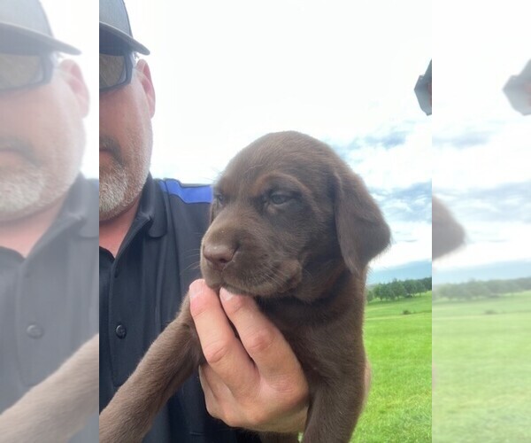 Medium Photo #14 Labrador Retriever Puppy For Sale in SENECA, KS, USA