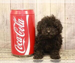 Poodle (Toy) Puppy for sale in SHAWNEE, OK, USA