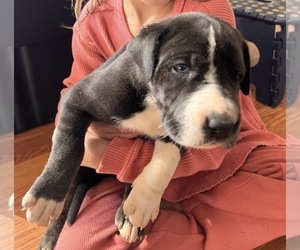Great Dane Litter for sale in MAYSVILLE, KY, USA