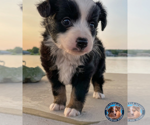 Medium Miniature Australian Shepherd