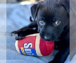 Small #6 Labrador Retriever Mix