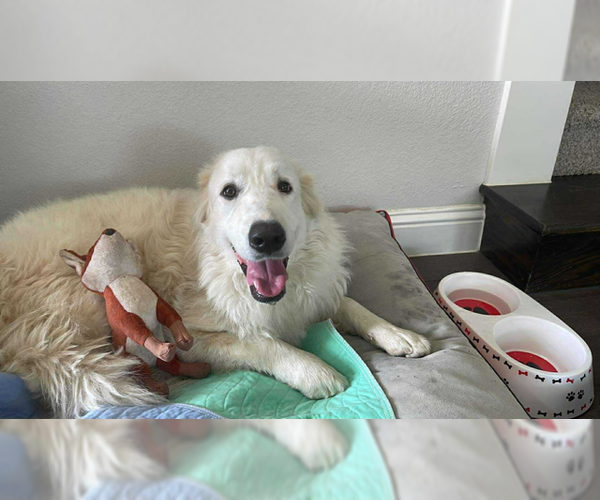 Medium Photo #3 Great Pyrenees Puppy For Sale in Spring, TX, USA