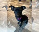 Small Chiweenie