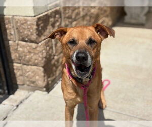 German Shepherd Dog Dogs for adoption in Tulsa, OK, USA