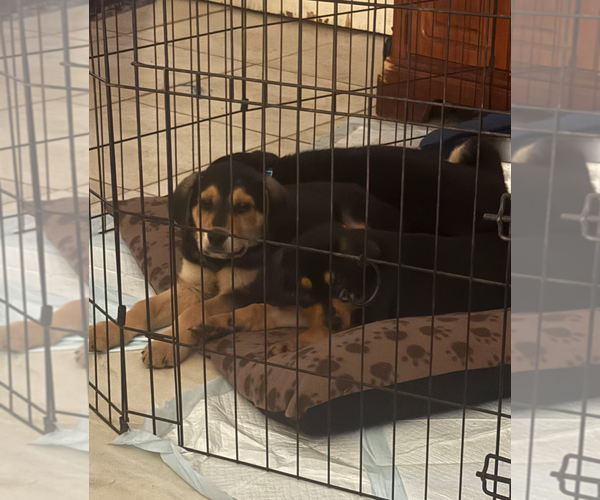 Medium Photo #2 Rottweiler-Unknown Mix Puppy For Sale in Holly Springs, NC, USA