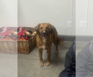 Australian Retriever Dogs for adoption in Minneapolis, MN, USA