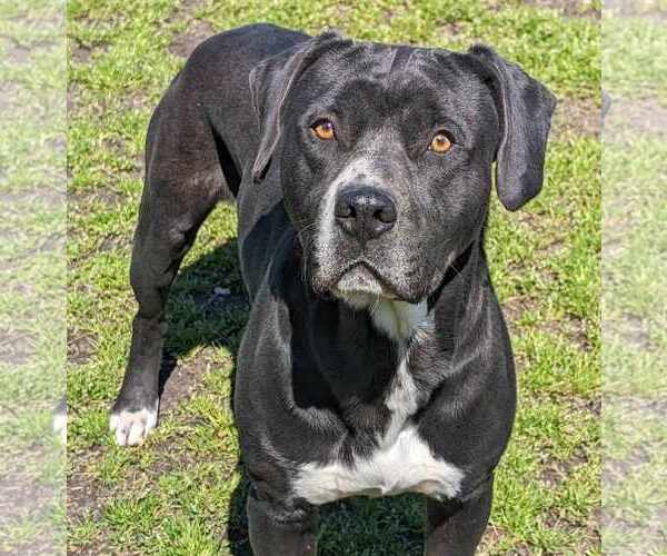 Medium Photo #3 Boxador Puppy For Sale in Anniston, AL, USA