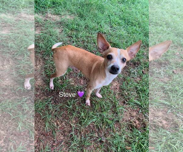 Medium Photo #1 Chihuahua-Unknown Mix Puppy For Sale in Holly Springs, NC, USA