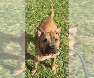 American Staffordshire Terrier-Unknown Mix Dogs for adoption in Fort Lauderdale, FL, USA