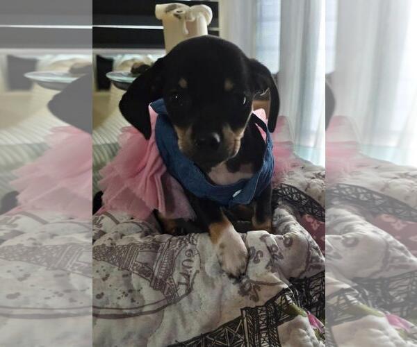 Medium Photo #1 Chiweenie Puppy For Sale in Los Angeles, CA, USA