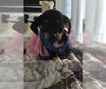 Small Chiweenie