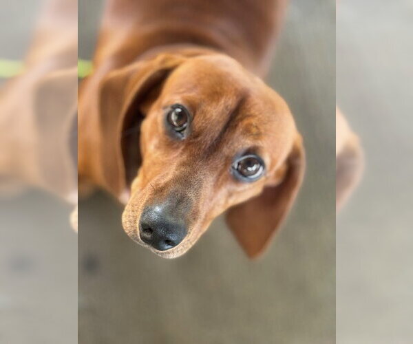 Medium Photo #1 Dachshund Puppy For Sale in Holland, MI, USA