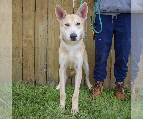 Medium Photo #3 Gerberian Shepsky Puppy For Sale in Huntley, IL, USA