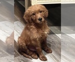 Small Photo #1 Golden Retriever-Poodle (Toy) Mix Puppy For Sale in NEWPORT BEACH, CA, USA
