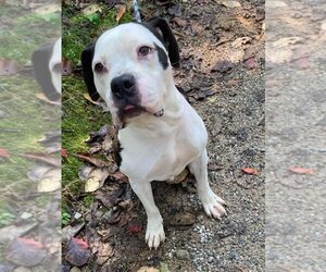 Bulldog-Unknown Mix Dogs for adoption in Rockaway, NJ, USA