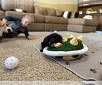Small #52 Labrador Retriever
