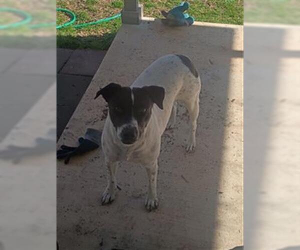 Medium Photo #2 Pointer-Unknown Mix Puppy For Sale in San Antonio, TX, USA