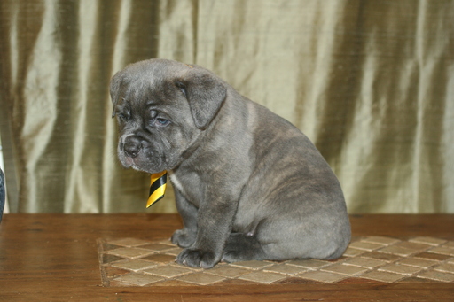 Medium Photo #9 Cane Corso Puppy For Sale in MONTVILLE, OH, USA