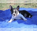 Small Photo #6 Boston Terrier Puppy For Sale in LAMAR, MO, USA