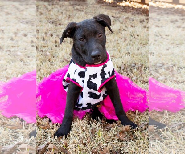 Medium Photo #6 Labrador Retriever-Unknown Mix Puppy For Sale in Flower Mound, TX, USA