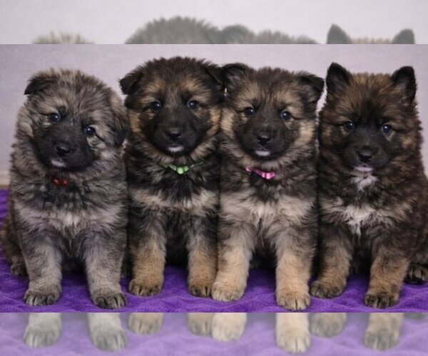 Medium Photo #1 German Shepherd Dog Puppy For Sale in MARYSVILLE, PA, USA