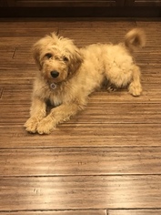 Goldendoodle Puppy for sale in ROCHESTER, IL, USA