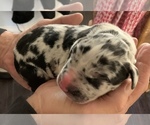 Small Photo #5 Great Dane Puppy For Sale in CLANTON, AL, USA