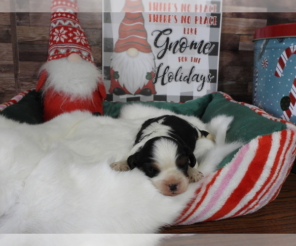Medium Photo #7 Cavalier King Charles Spaniel Puppy For Sale in CARLISLE, KY, USA