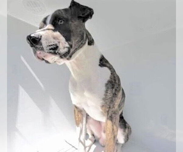 Medium Photo #2 Boxer-Unknown Mix Puppy For Sale in Houston, TX, USA