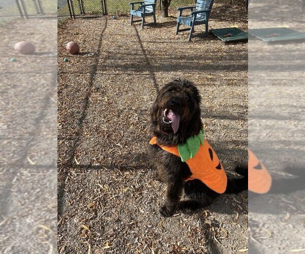 Medium Photo #7 Labradoodle Puppy For Sale in Elmsford, NY, USA