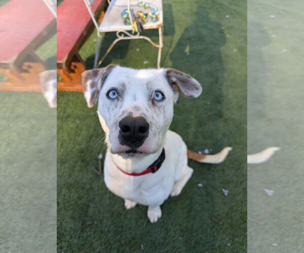 Medium Photo #3 American Pit Bull Terrier-Catahoula Leopard Dog Mix Puppy For Sale in Calhoun, GA, USA