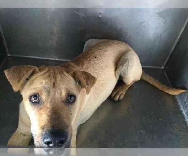 Medium Photo #1 Chinese Shar-Pei-Unknown Mix Puppy For Sale in Riverside, CA, USA