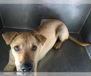 Chinese Shar-Pei-Unknown Mix Dogs for adoption in Riverside, CA, USA