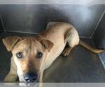 STEWIE - Male Chinese Shar-Pei-Unknown Mix Dog for Adoption - Small photo